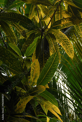 Green and yellow leaves