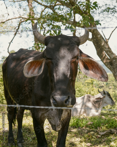 Brown Cow
