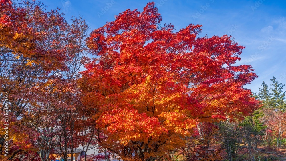 青空バックに見るカラフルなモミジの紅葉情景 青空バックに見るカラフルなモミジの紅葉情景