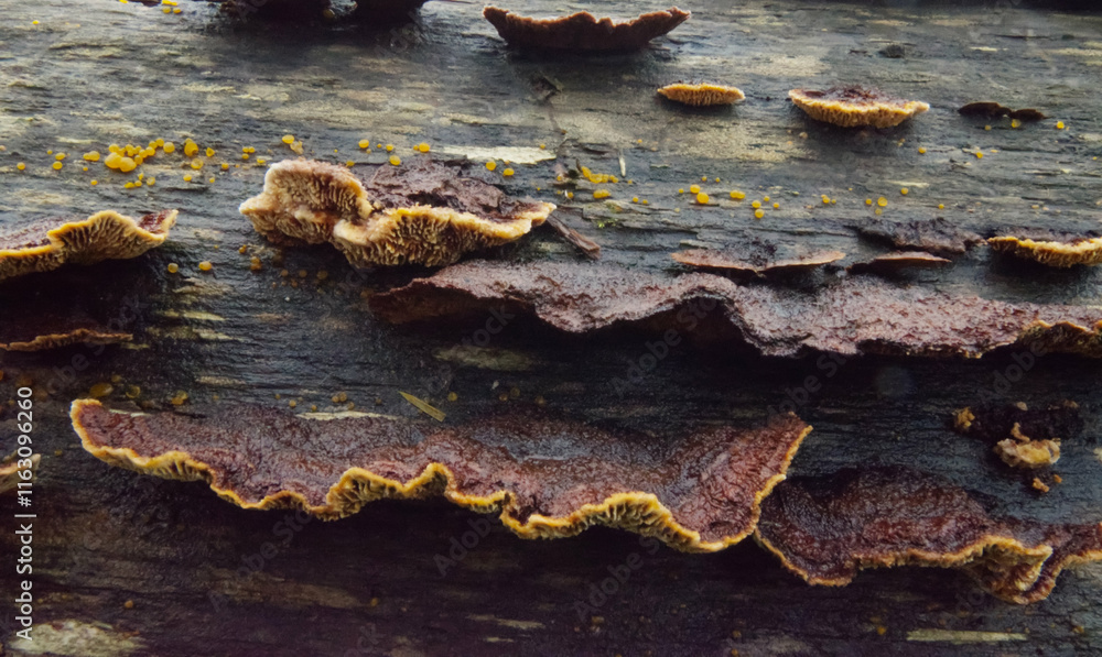 Rusty Gilled polypore (Gloeophyllum sepiarium) Rusty Gilled polypore (Gloeophyllum sepiarium)