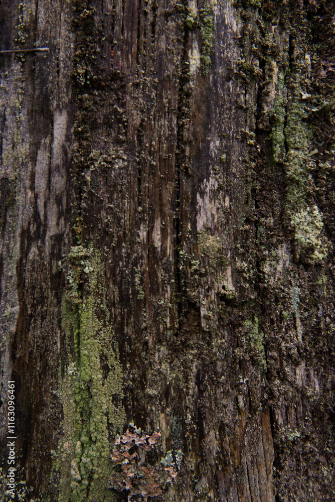 Obraz premium decaying log