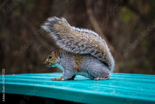 squirrel in the park