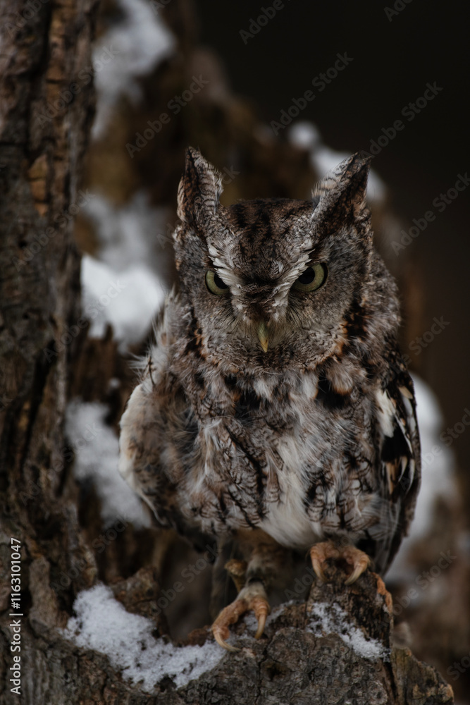 Eastern Screech Owl Perhed on Tree Eastern Screech Owl Perhed on Tree