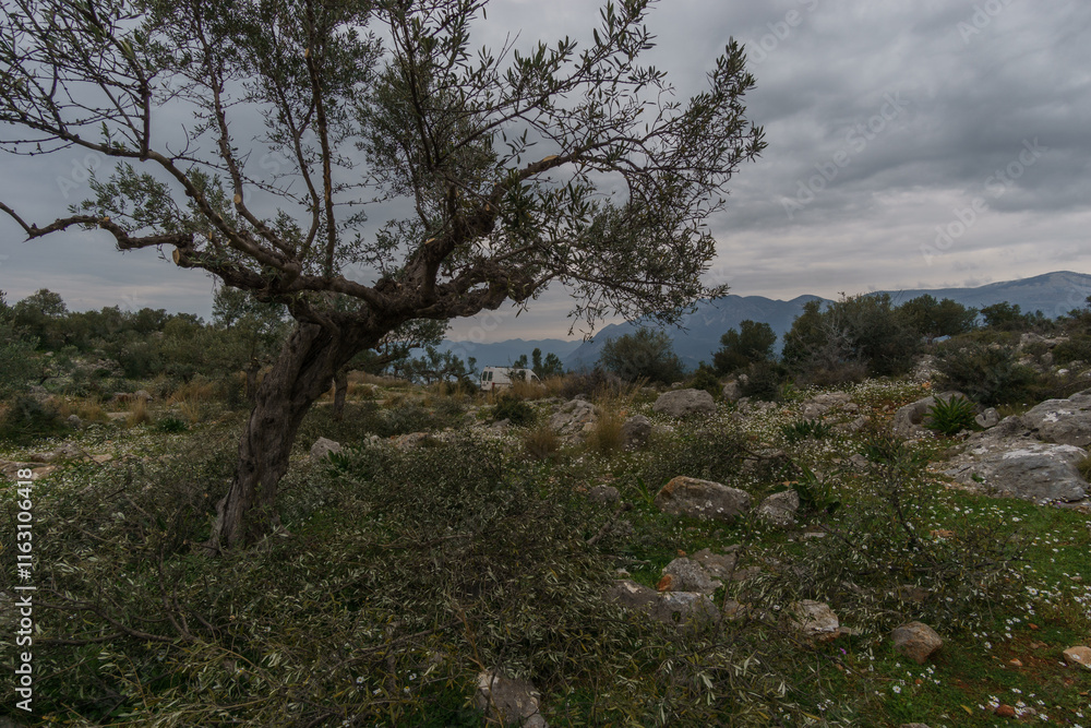 Old olive grove with flowers on idyllic rocky meadow in spring time, Stavropegial, Messinia, Peloponnese, Greece Old olive grove with flowers on idyllic rocky meadow in spring time, Stavropegial, Messinia, Peloponnese, Greece