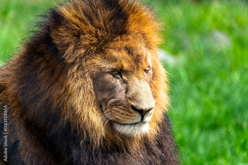 Obraz premium African Lion ready for a nap