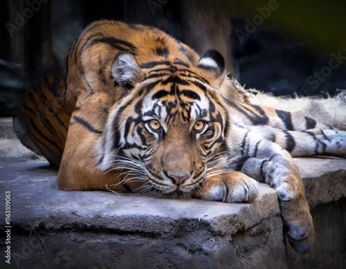 Canvas Print A bengal tiger lying down and looking toward camera right