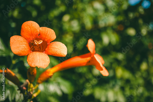 Vibrant red Campsis radicans flower in full bloom under bright sunlight, against a blurred green background, emphasizing its natural beauty and vivid colors. photo