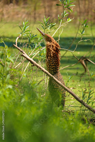 Bird in the wild
