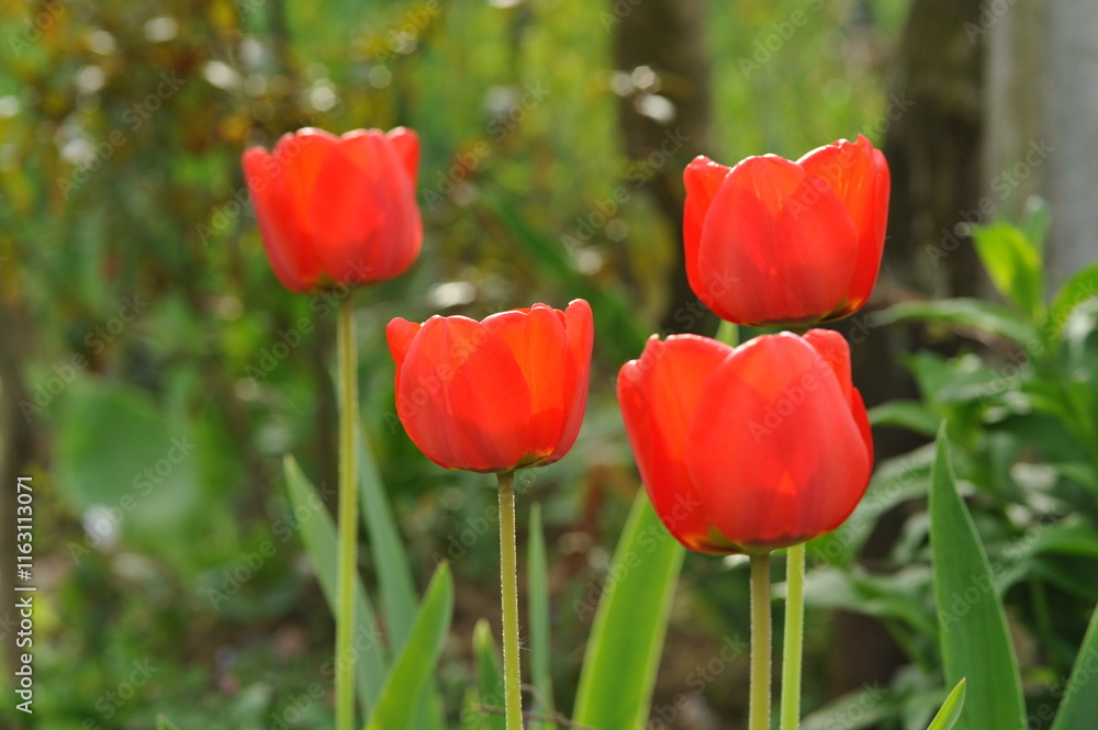 Fototapeta premium Tulips in the garden in early spring