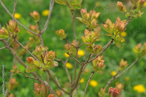 Wallpaper Mural Plant in the garden in spring Torontodigital.ca