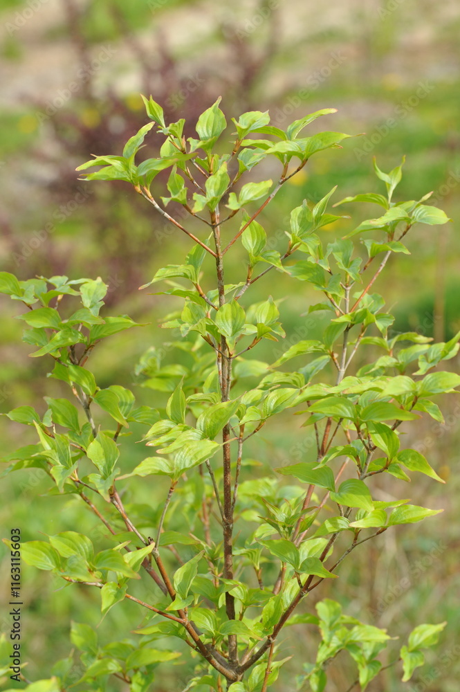 Obraz premium Plant in the garden in spring