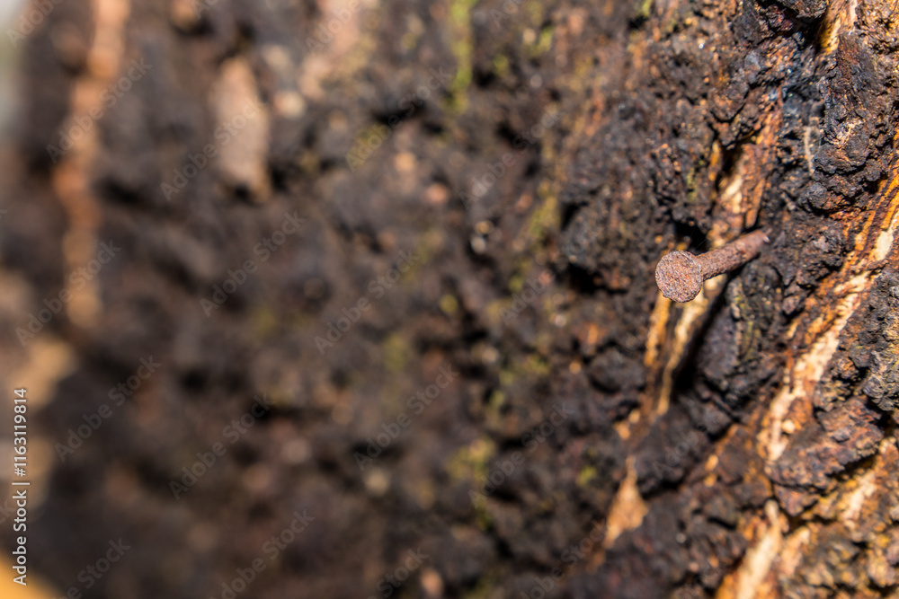 close up view of a nail sticking into a wooden log with selective focus for advertising space. close up view of a nail sticking into a wooden log with selective focus for advertising space.