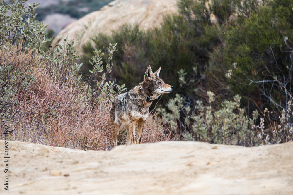 Wild Coyote with wildlife management tracking collar at Rocky Peak Park near Los Angeles California. Wild Coyote with wildlife management tracking collar at Rocky Peak Park near Los Angeles California.
