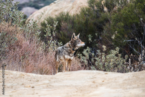 Wild Coyote with wildlife management tracking collar at Rocky Peak Park near Los Angeles California.   photo