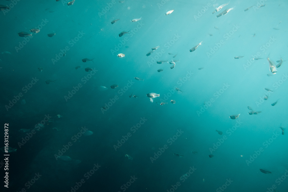 Fish deep underwater in the sunlight Fish deep underwater in the sunlight
