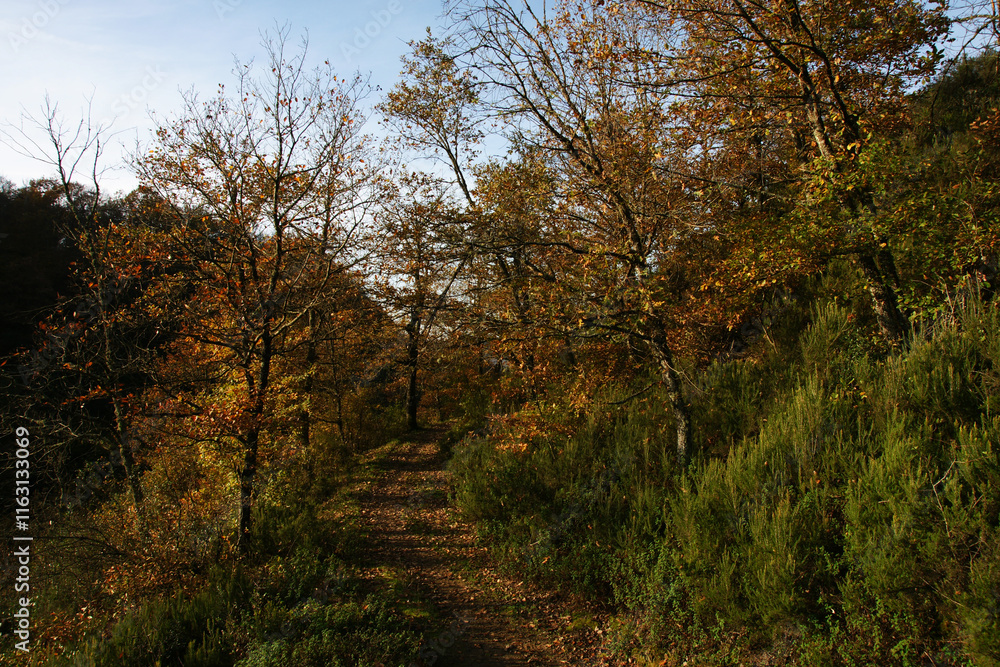 A view from the forested areas of Zonguldak, Turkey A view from the forested areas of Zonguldak, Turkey