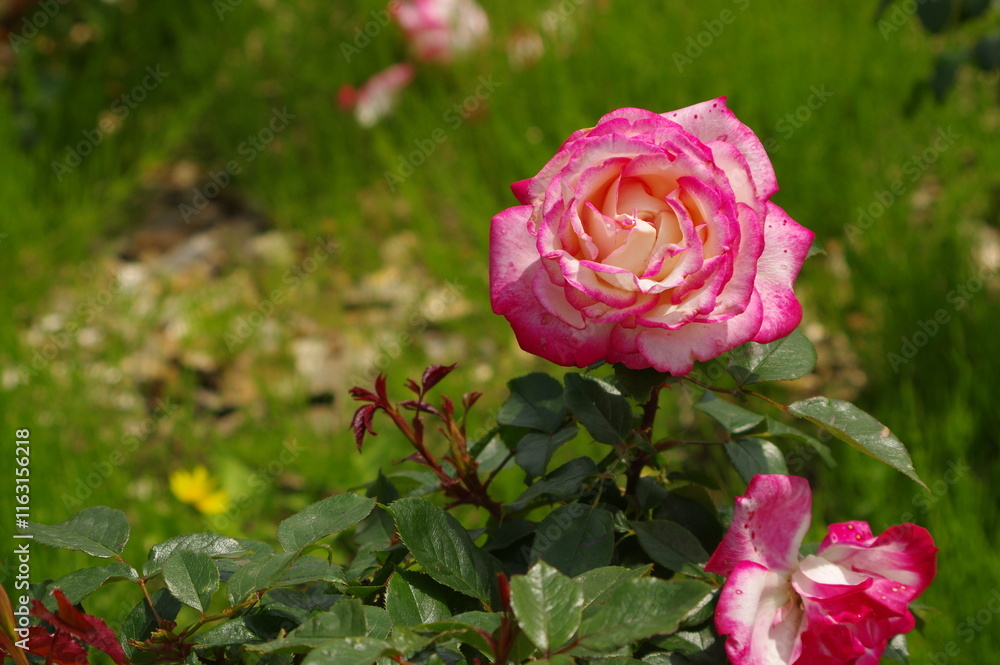 ピンクのグラデーションがきれいなバラの花