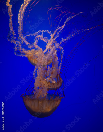 Graceful jellyfish floating in the deep blue ocean, showcasing its translucent beauty and flowing tentacles.