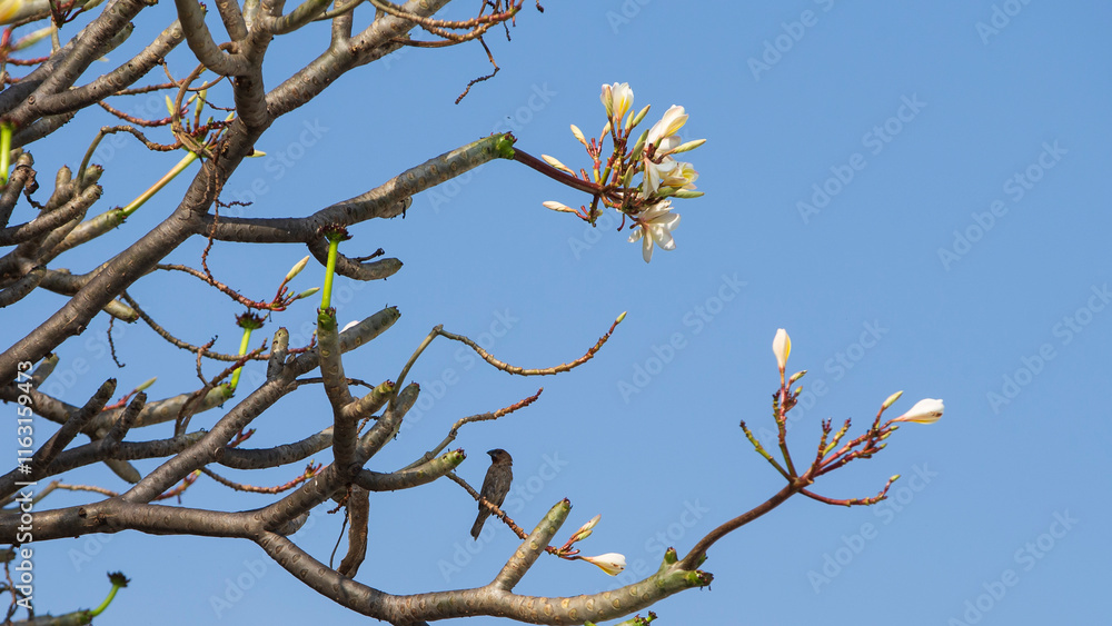 Plumeria flower and bird in the blue sky, Thailand. Plumeria flower and bird in the blue sky, Thailand.