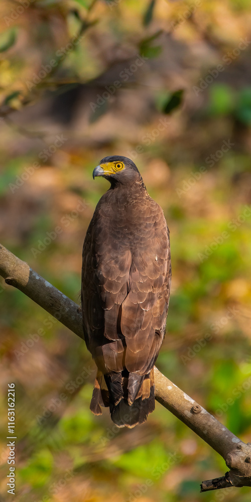 Crested Serpent eagle looking straight at you Crested Serpent eagle looking straight at you
