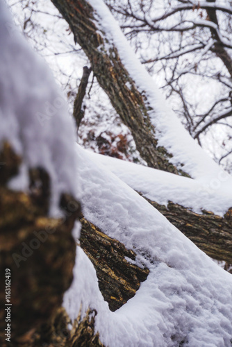 snow covered trees