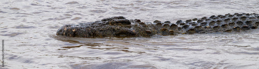 Nile Crocodile, and apex predator, hunting for prey in the Mara River in the Maasai Mara National Reserve, African wildlife adventure safari in Kenya
Nile Crocodile, and apex predator, hunting for prey in the Mara River in the Maasai Mara National Reserve, African wildlife adventure safari in Kenya
