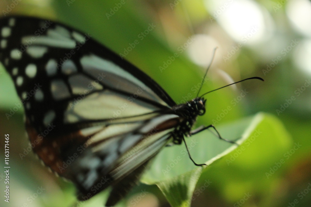 『アサギマダラ』 蝶々