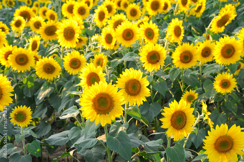 sunflower blooming in the field in summer sunflower blooming in the field in summer