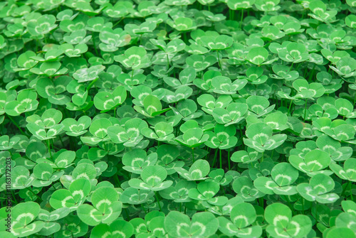 green clover leaves as nature background