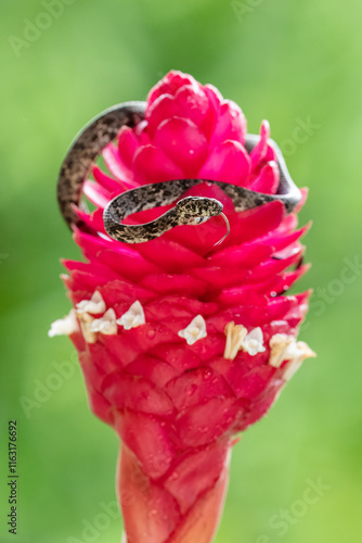 Sibon nebulatus, commonly known as the clouded snake, is a species of small, slender arboreal snake which is found in southern Mexico, Central America, northern South America, Isla Margarita photo