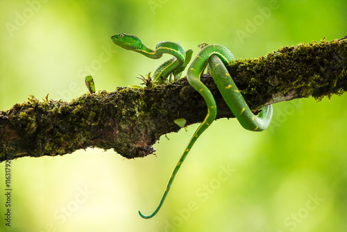 Bothriechis lateralis is a venomous pit viper species found in the mountains of Costa Rica and western Panama. No subspecies are currently recognized photo