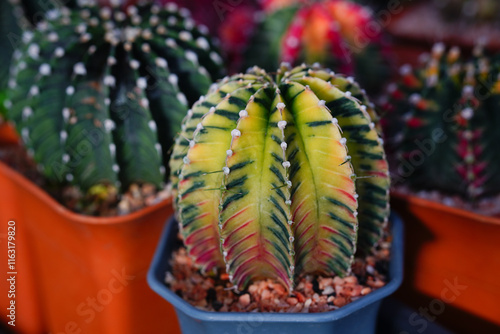 Group of Gymnocalycium variegated cactus collecting in greenhouse. photo