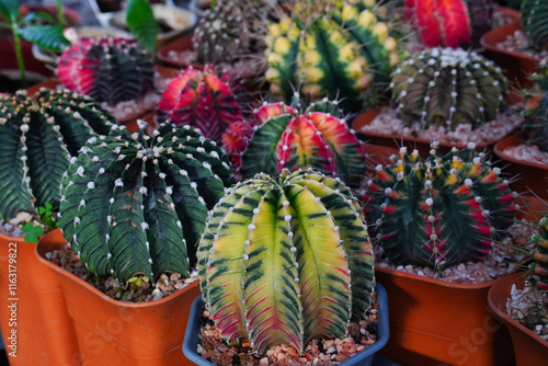 Group of Gymnocalycium variegated cactus collecting in greenhouse. photo