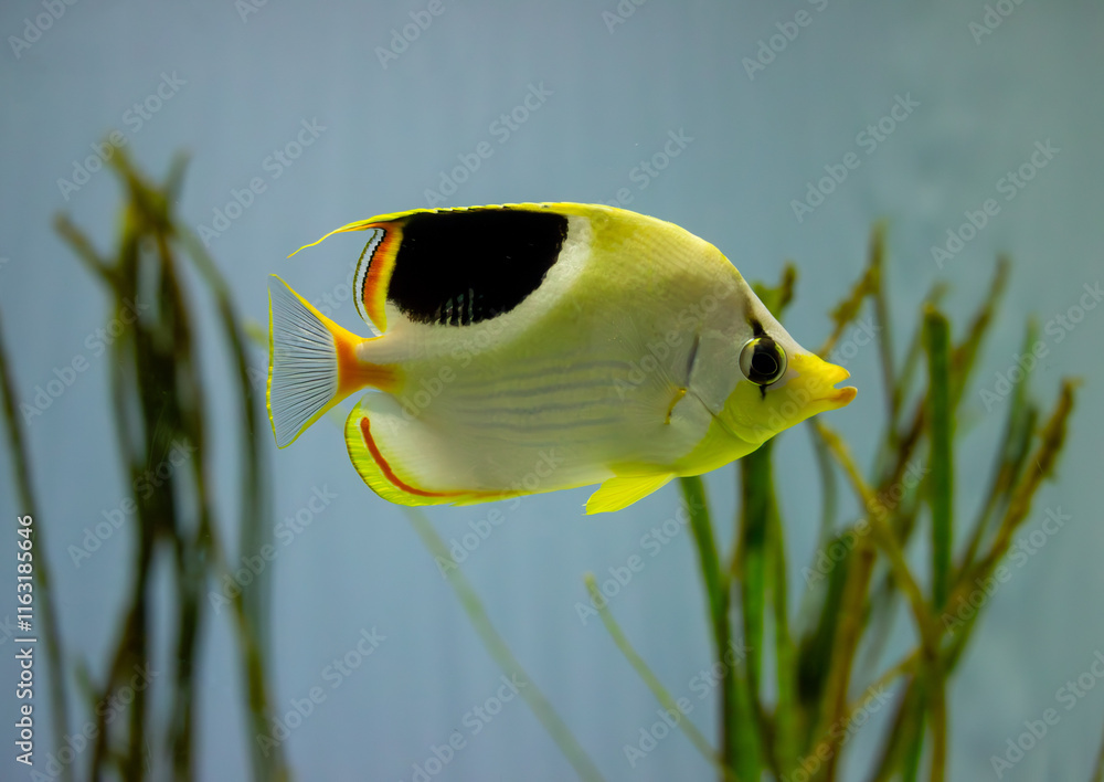A colorful butterflyfish swimming gracefully in a marine aquarium with vibrant aquatic plants.
