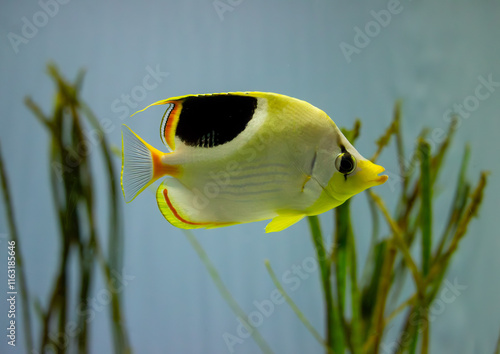 Obraz na płótnie A colorful butterflyfish swimming gracefully in a marine aquarium with vibrant aquatic plants. w salonie