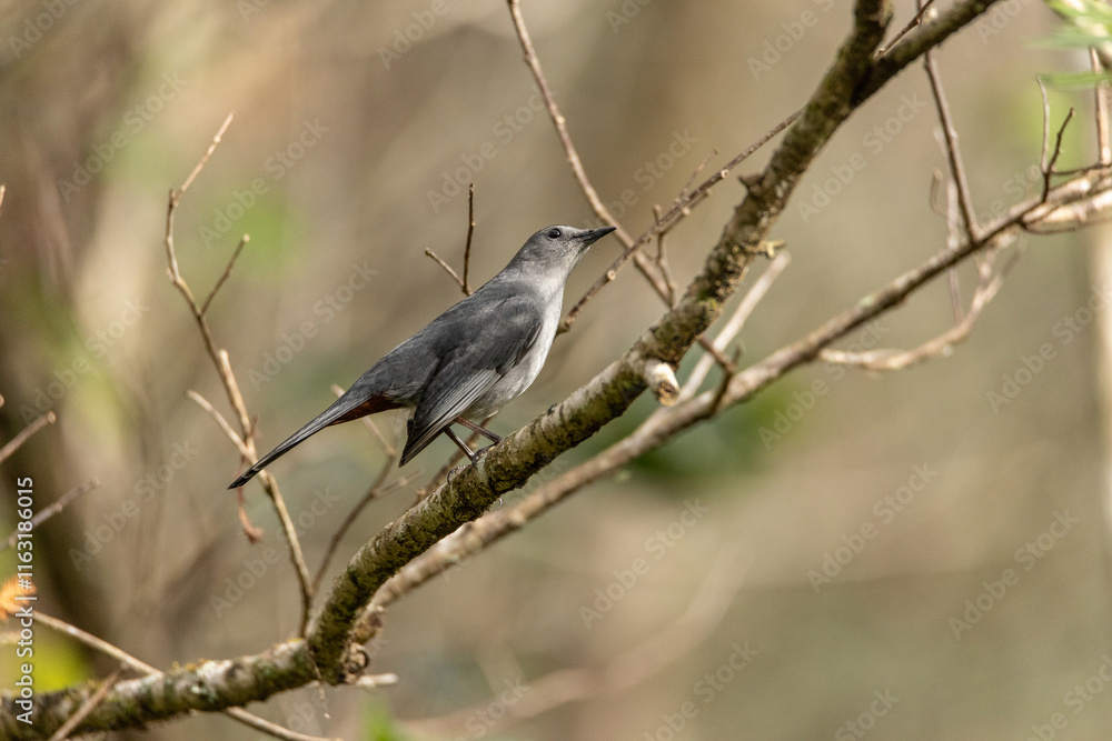 Gray catbird Dumetella carolinensis perches on a tree Gray catbird Dumetella carolinensis perches on a tree