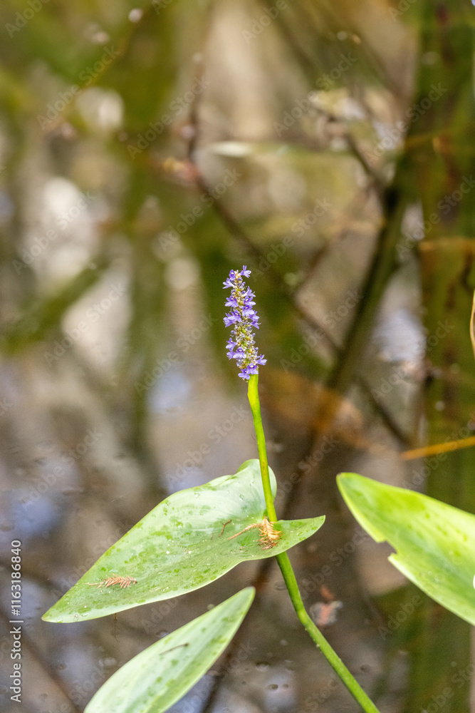 Pickerelweed Pontederia cordata blooms purple flowers in a swamp Pickerelweed Pontederia cordata blooms purple flowers in a swamp