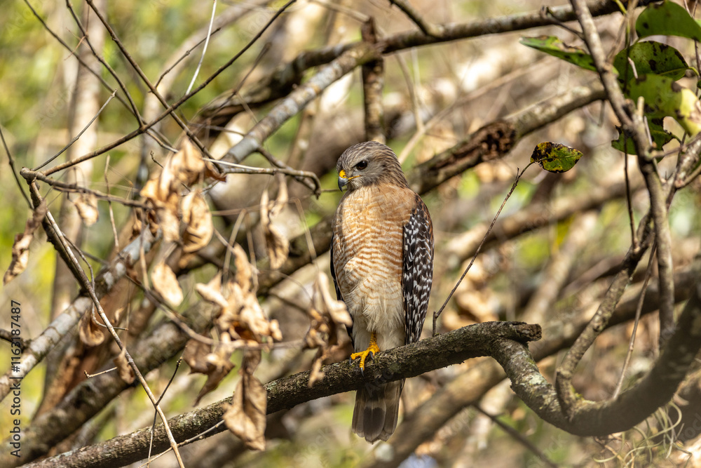 Red Shouldered Hawk Buteo lineatus perched on a tree branch Red Shouldered Hawk Buteo lineatus perched on a tree branch