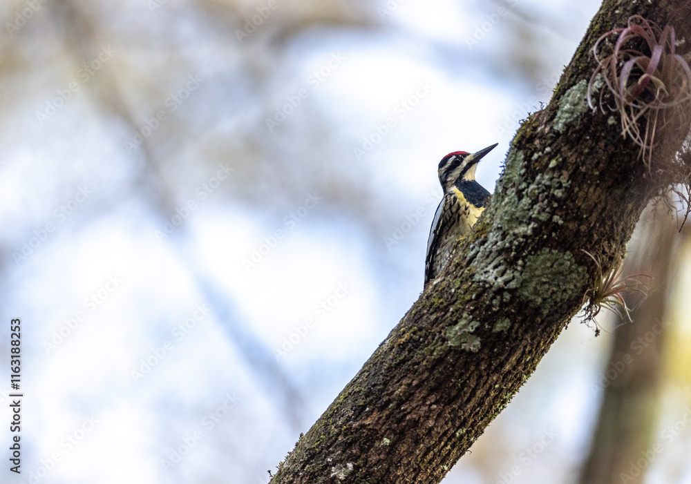 Yellow bellied sapsucker Sphyrapicus varius forages for berries and insects Yellow bellied sapsucker Sphyrapicus varius forages for berries and insects