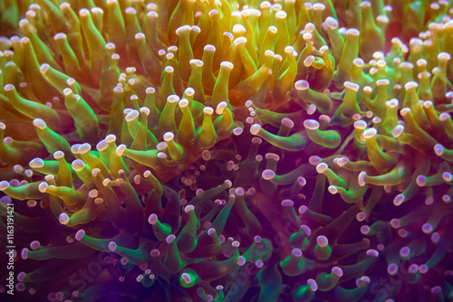 A vibrant close-up of a colorful coral reef showcasing marine biodiversity.