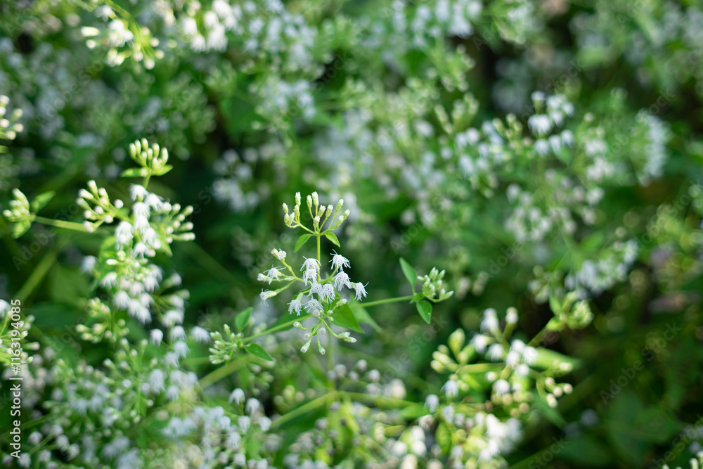 Several insects and diseases have been identified as potential biological control agents for Ageratum conyzoides. However, more research is needed to develop effective and sustainable biological contr Several insects and diseases have been identified as potential biological control agents for Ageratum conyzoides. However, more research is needed to develop effective and sustainable biological contr