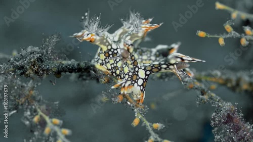 Portrait. A beautiful spotted nudibranch sits on a hydroid it feeds on. Eel Bornella (Bornella anguilla) 80 mm. ID: petal-shaped appendages with large black patch.  photo