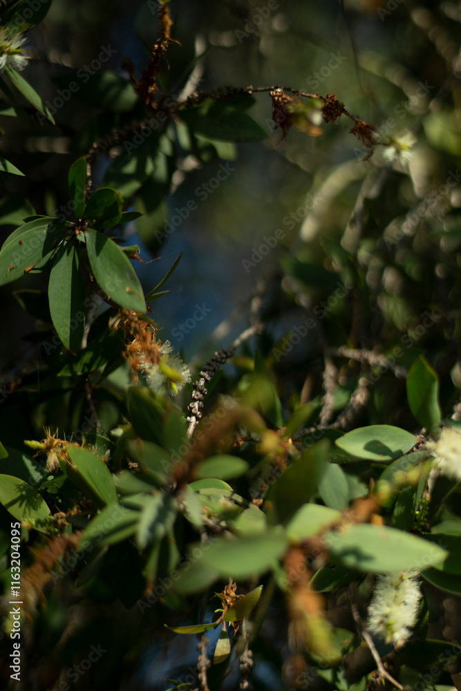 The Melaleuca tree has a significant impact on the ecosystems it invades.
Efforts are underway to control the spread of Melaleuca trees in Florida. The Melaleuca tree has a significant impact on the ecosystems it invades.
Efforts are underway to control the spread of Melaleuca trees in Florida.