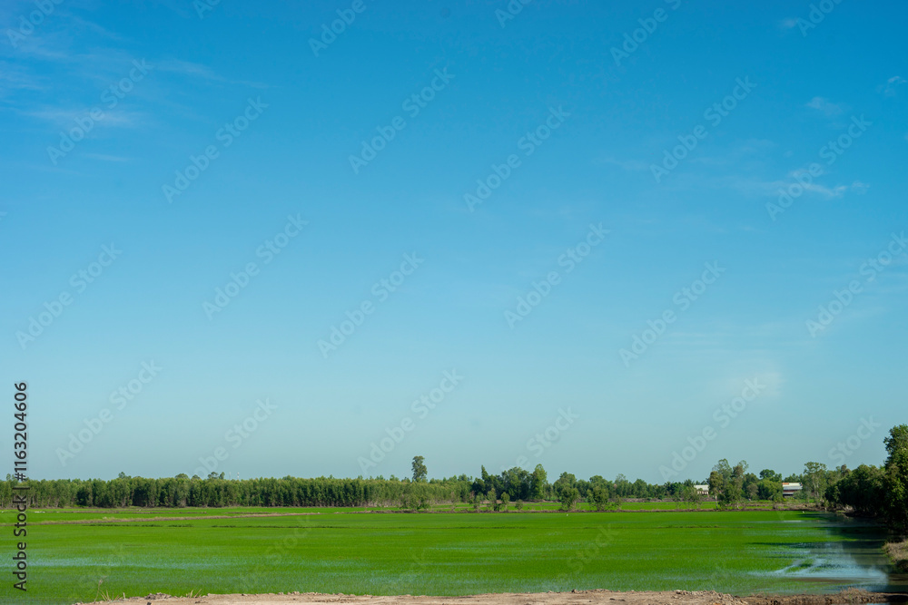 Obraz premium seedling in the mud. The fields are then meticulously maintained, with farmers diligently weeding, fertilizing, and managing the water levels.The growth of rice is a captivating spectacle