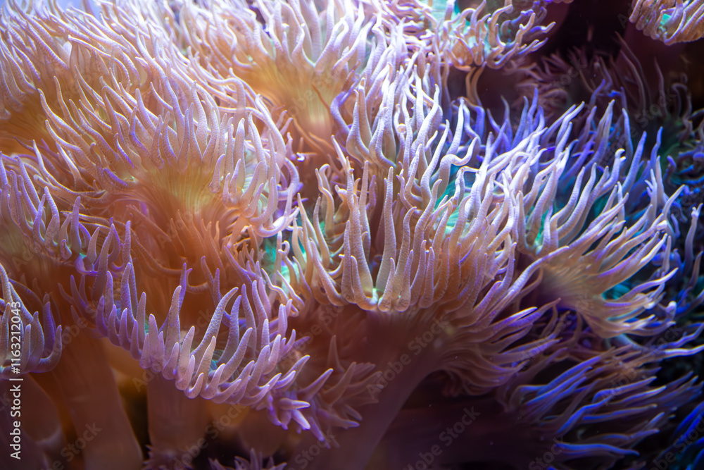 A close-up view of vibrant underwater coral with flowing tentacles showcasing a stunning array of colors and marine life.