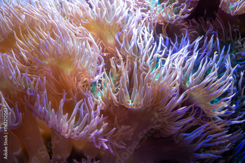 A close-up view of vibrant underwater coral with flowing tentacles showcasing a stunning array of colors and marine life.