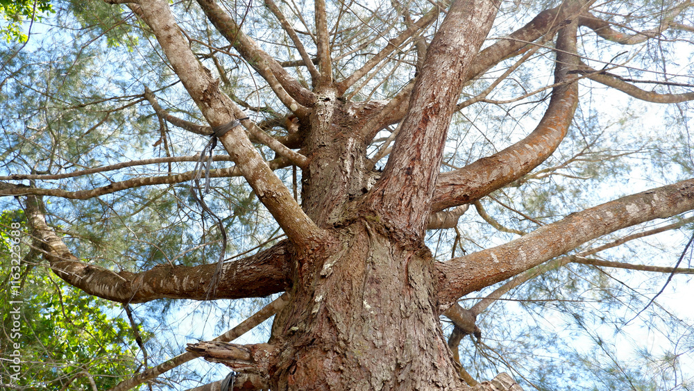 The majestic eru tree or sea pine stands tall against the bright blue sky, its winding branches reaching up into the sky with intricate details of its bark and fine needles The majestic eru tree or sea pine stands tall against the bright blue sky, its winding branches reaching up into the sky with intricate details of its bark and fine needles