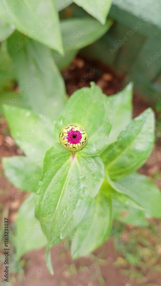 Beautiful Pink Zinnia Flower in Bloom – Macro Photography. Close-Up of a Fresh Pink Zinnia Flower with Petal Details. Elegant Pink Zinnia Flower Isolated in Nature. Bright Pink Zinnia Blossom Beautiful Pink Zinnia Flower in Bloom – Macro Photography. Close-Up of a Fresh Pink Zinnia Flower with Petal Details. Elegant Pink Zinnia Flower Isolated in Nature. Bright Pink Zinnia Blossom