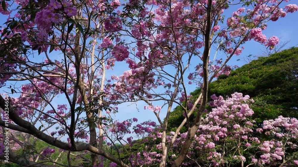 Serenity in Bloom: Robarosiya Flowers, University of Peradeniya Serenity in Bloom: Robarosiya Flowers, University of Peradeniya