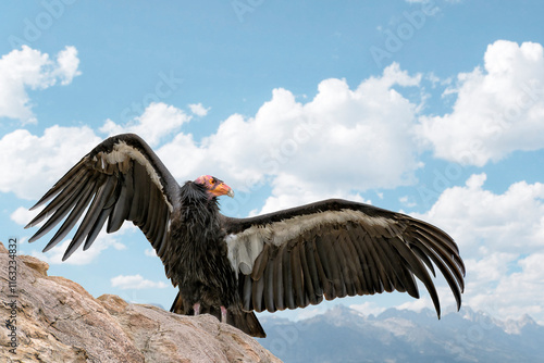 California condor bird (Gymnogyps californianus) on a rock with wings spread against blue sky
